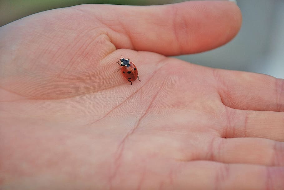 selective focused photo of stink bug, ladybug, spring, ladybugs HD wallpaper