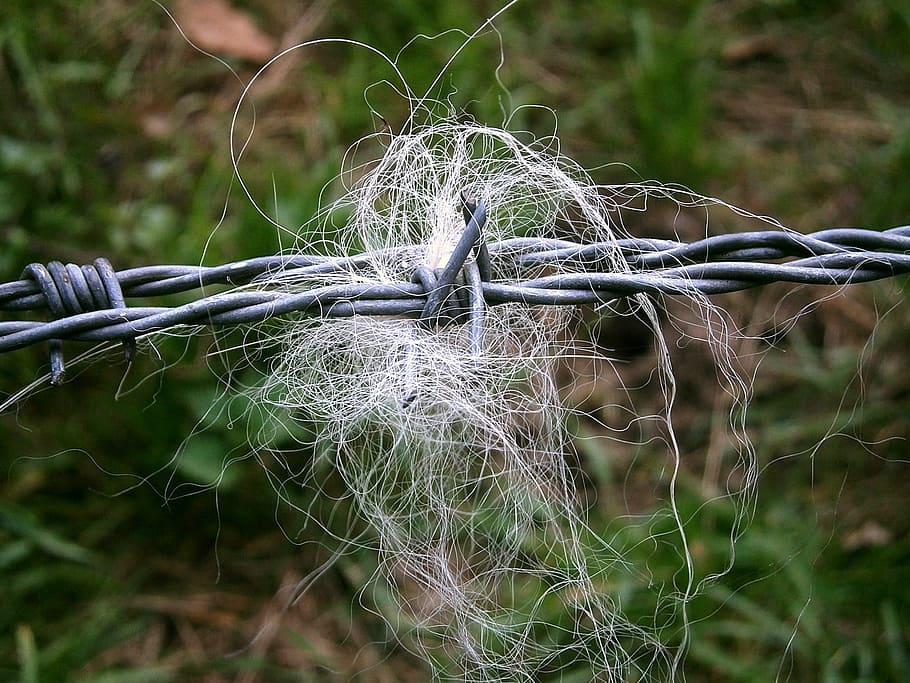 barbed wire, mane, hair, perd, catch, security, fence, metal HD wallpaper