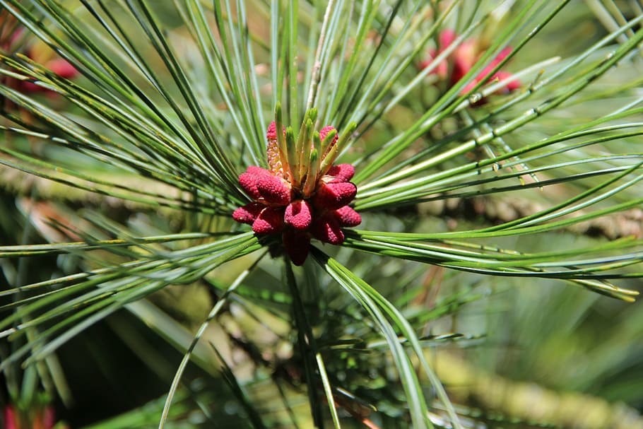 pine, forest, green, needles, plant, beauty in nature, growth HD wallpaper