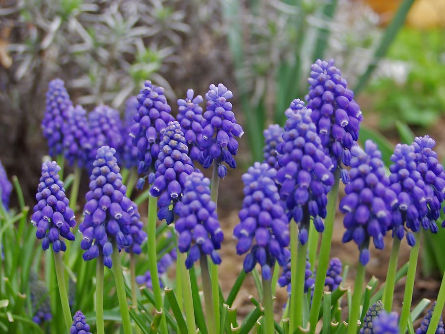 grape hyacinth, flower, spring, garden plant, violet, inflorescences, HD wallpaper