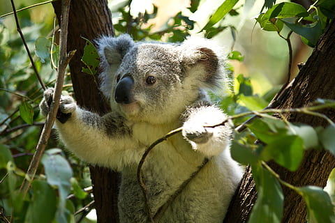 koala bear on tree holding branches, wild, wildlife, animal HD wallpaper