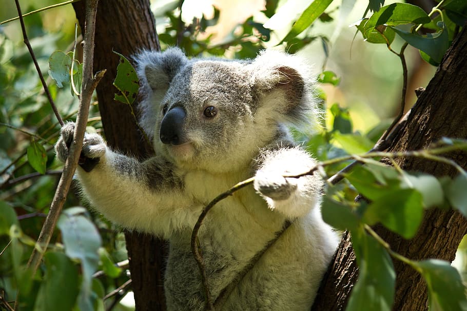 koala bear on tree holding branches, wild, wildlife, animal HD wallpaper