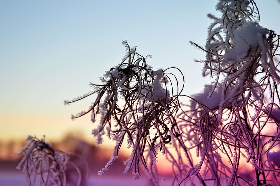 Frozen, Winter, Snow, Ice, Color, Sun, light, branch, cumin HD wallpaper