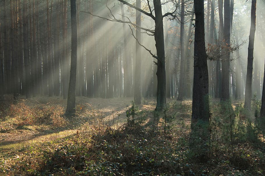 foggy forest full of trees, photo of forest, light, sun rays HD wallpaper