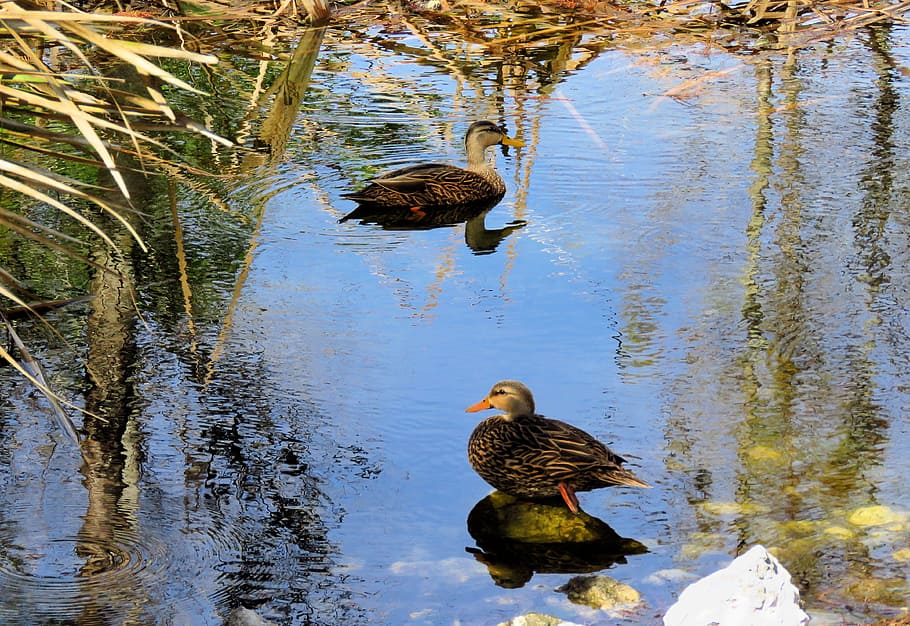 duck, ducks, mottled ducks, wild, bird, wildlife, pond, natural HD wallpaper