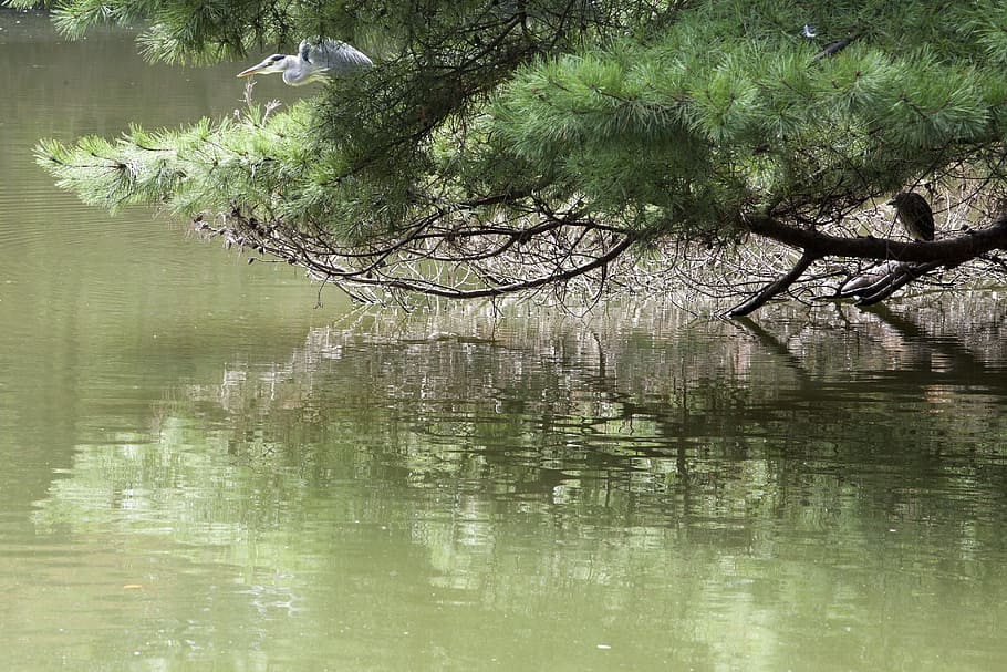 the waterfront, pine, break, green, wood, tree, abstract, stability HD wallpaper