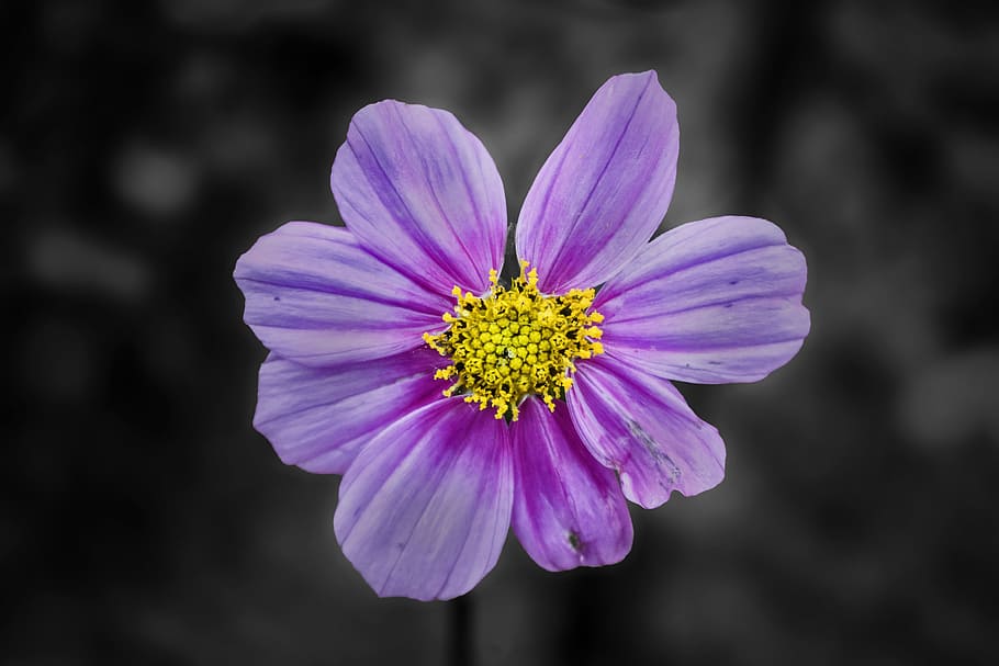 selective focus of purple petaled flower, nature, flora, garden, HD wallpaper