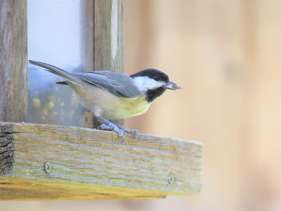 bird, tiny, wildlife, closeup, animal wildlife, vertebrate HD wallpaper