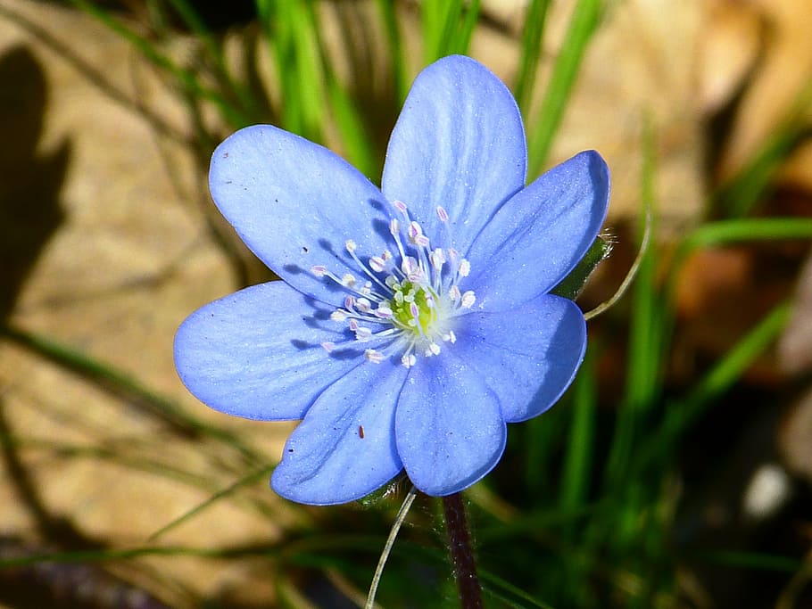 closeup photography of blue hepatica flower blooms during daytime, HD wallpaper