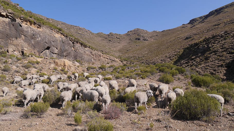 Lesotho, Goats, Landscape, Karg, sheep, nature, flock Of Sheep HD wallpaper