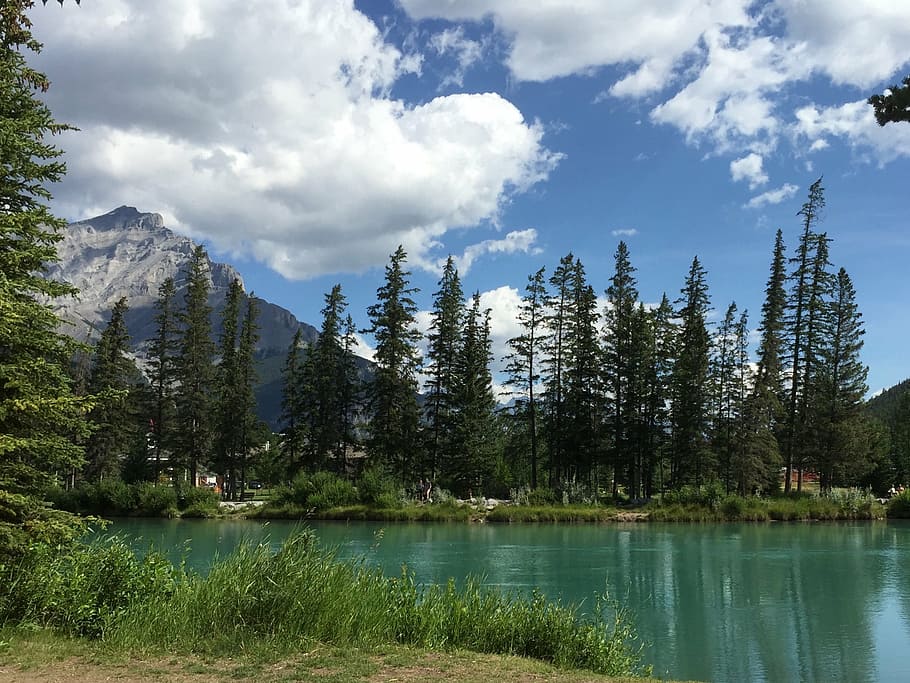 canada, tree, river, landscape, nature, day, evergreen trees HD wallpaper