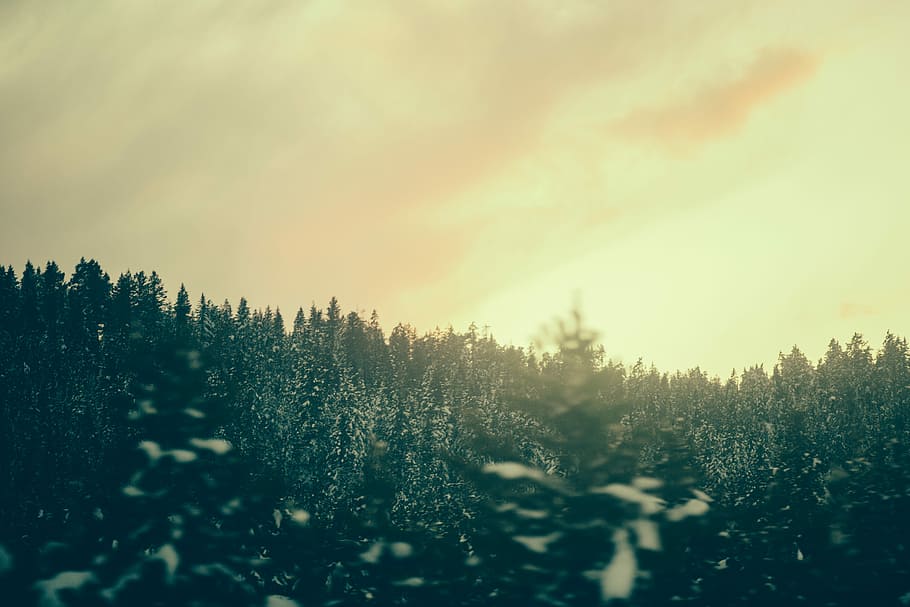 landscape photography of Pinus trees during golden hour, nature HD wallpaper