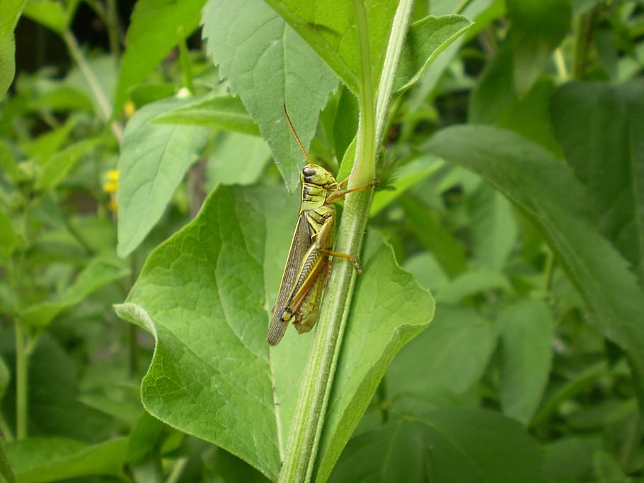 grasshopper, insect, bug, macro, leaves, plants, bushes, wild HD wallpaper