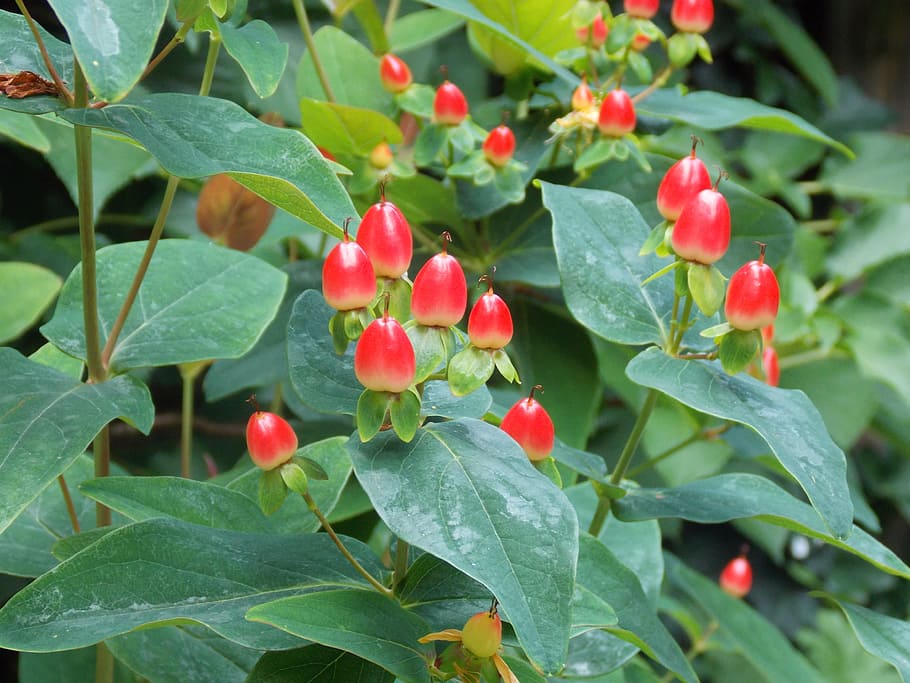 Spring, Plant, summer, green, red, leaves, flower, blossom HD wallpaper