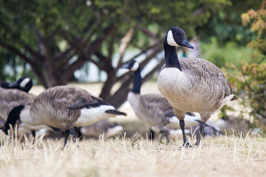 Swan, Pet, Landscape, bird, goose, canada Goose, nature, animal HD wallpaper