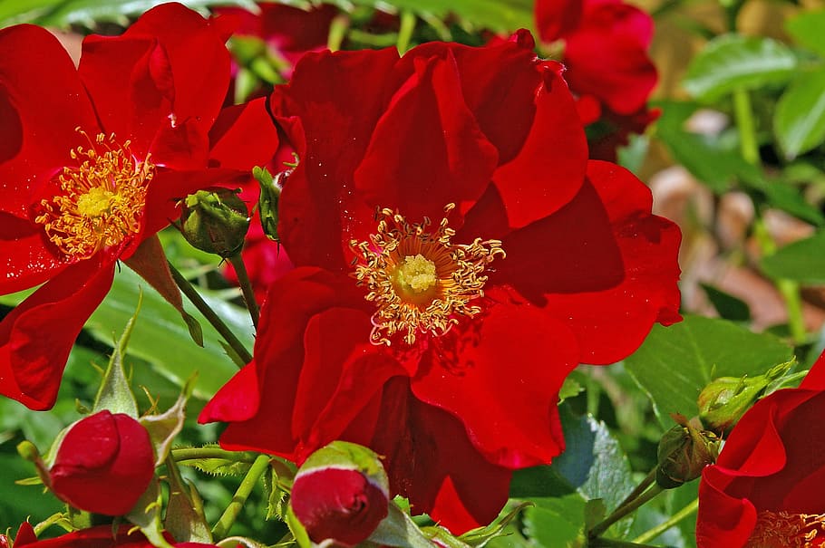 Ground Cover, rose, ground cover rose, red, stamens, blossom, HD wallpaper