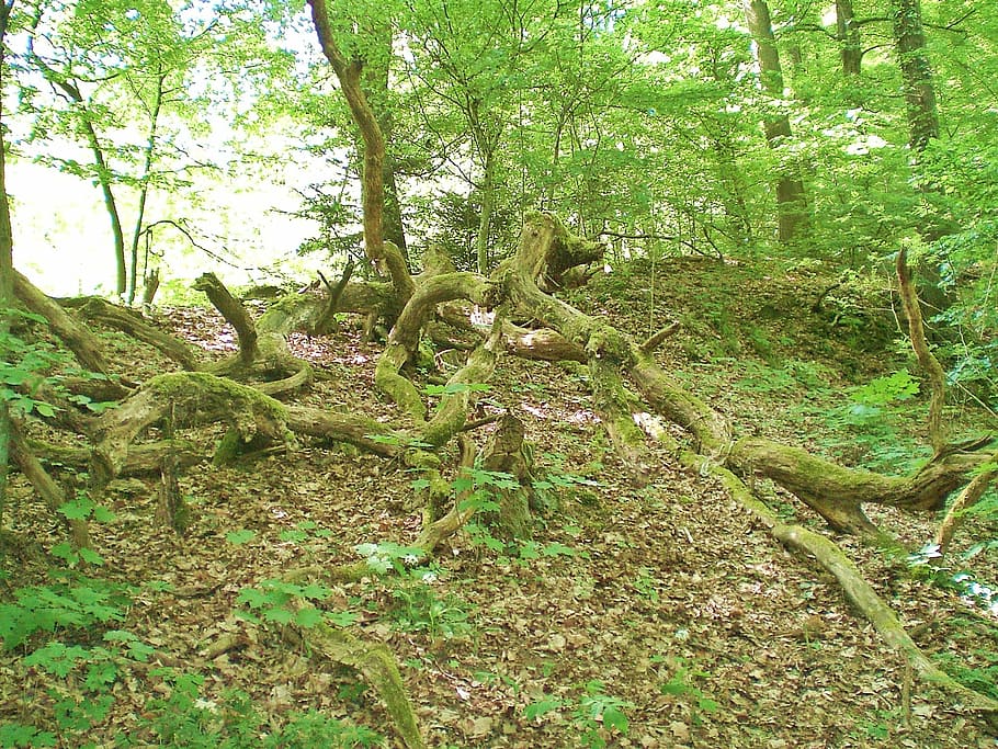 moss, root, green, forest, wilderness, mis shapen, nature, tree HD wallpaper