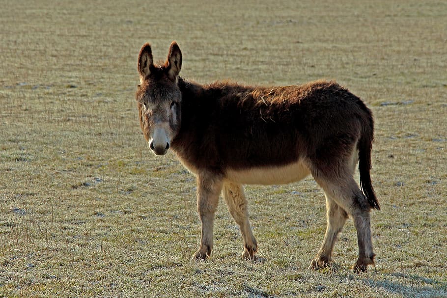 Donkey, Muli, Animal, Mule, horse, one animal, animal themes HD wallpaper