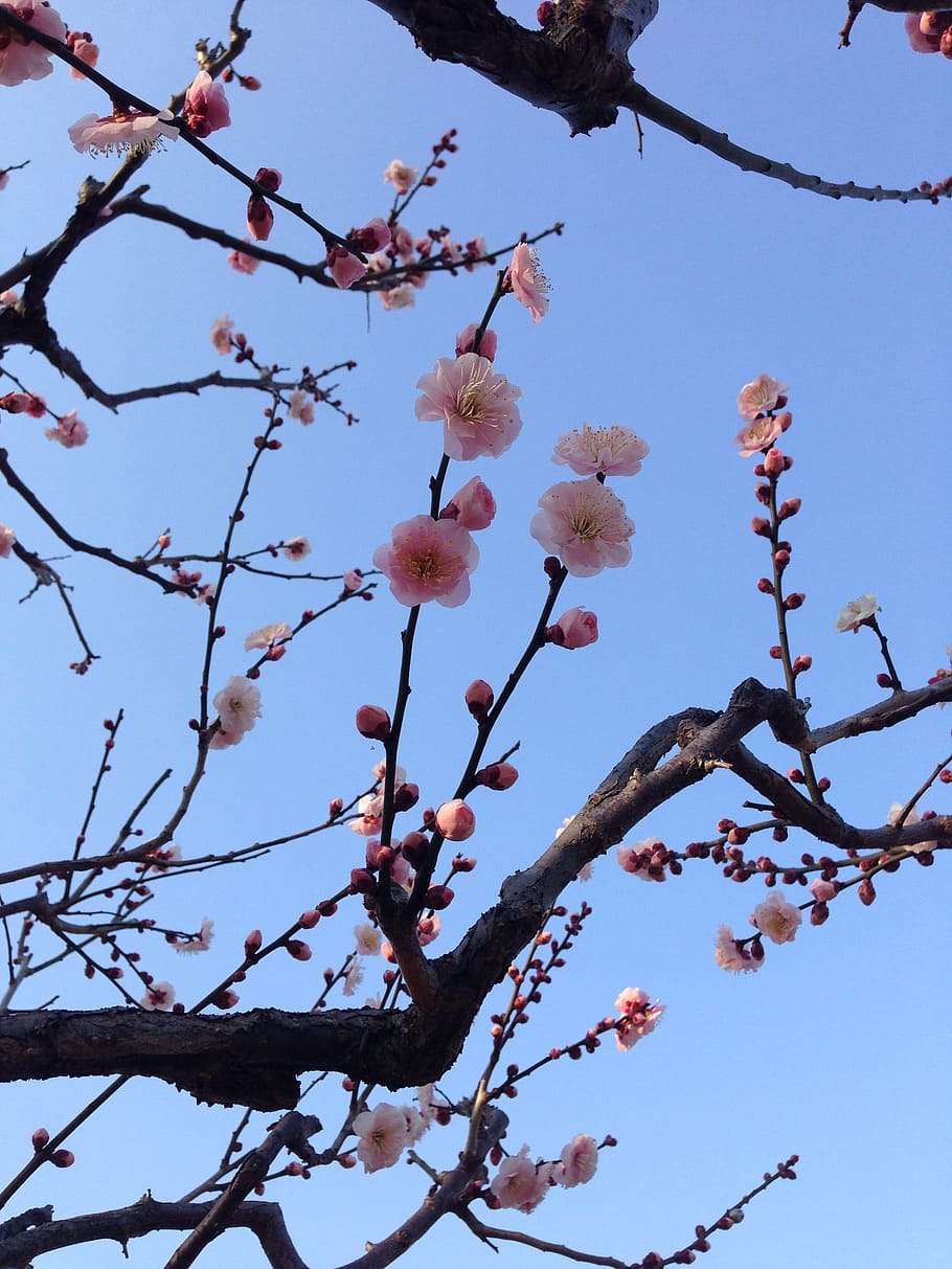Plum Blossoms, Spring, Cherry, Branch, wood, sky, small flowers HD wallpaper