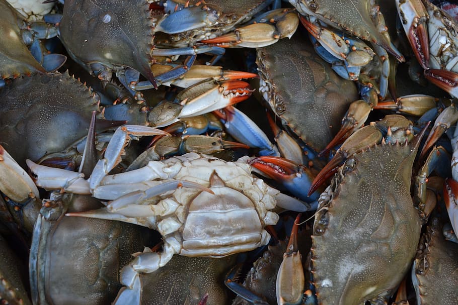 seafood, crustacean, shellfish, crab, market, freshness, animal HD wallpaper