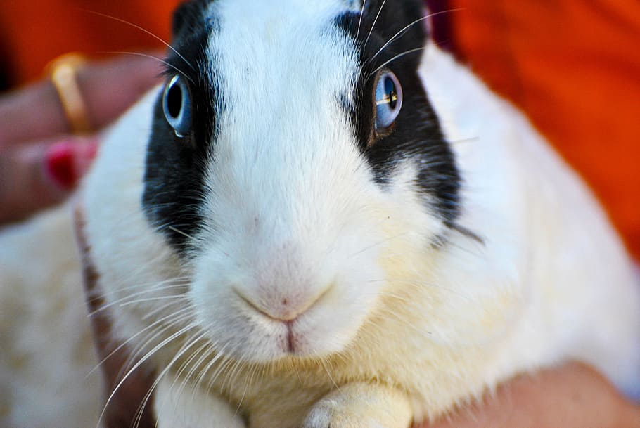 rabbit, white, black, hare, bunny, animal, animals, eyes, pet HD wallpaper