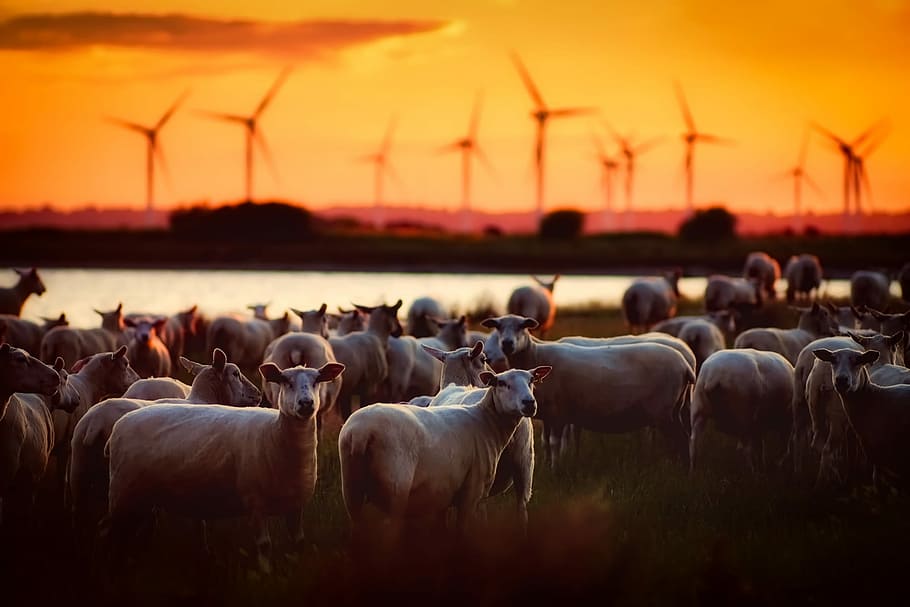 close up photography of group of animal, Sheep, Farm, Farm, Animals HD wallpaper