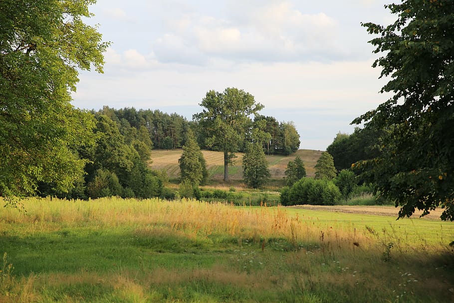 meadow, tree, nature, polyana, poland, green, field, landscape HD wallpaper