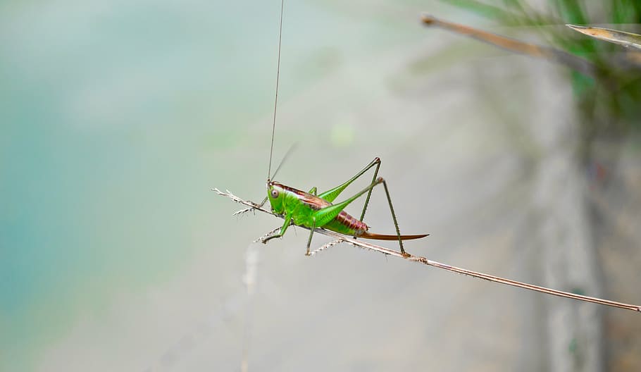 green grasshopper perching on leafed selective focus photography HD wallpaper