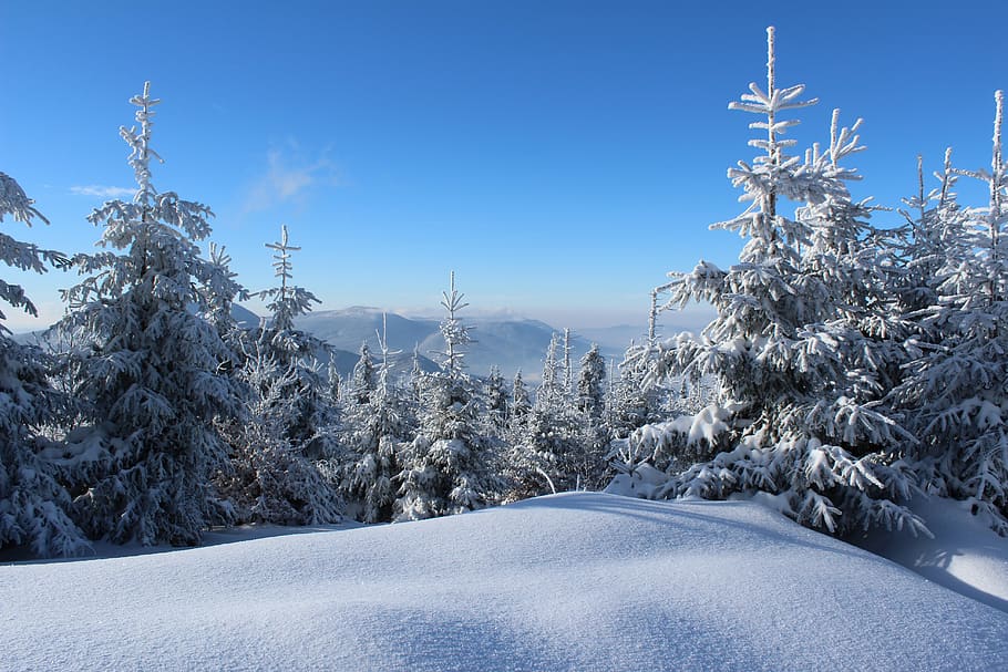 winter, snow, icing, trees, forest, mountains, cold temperature HD wallpaper