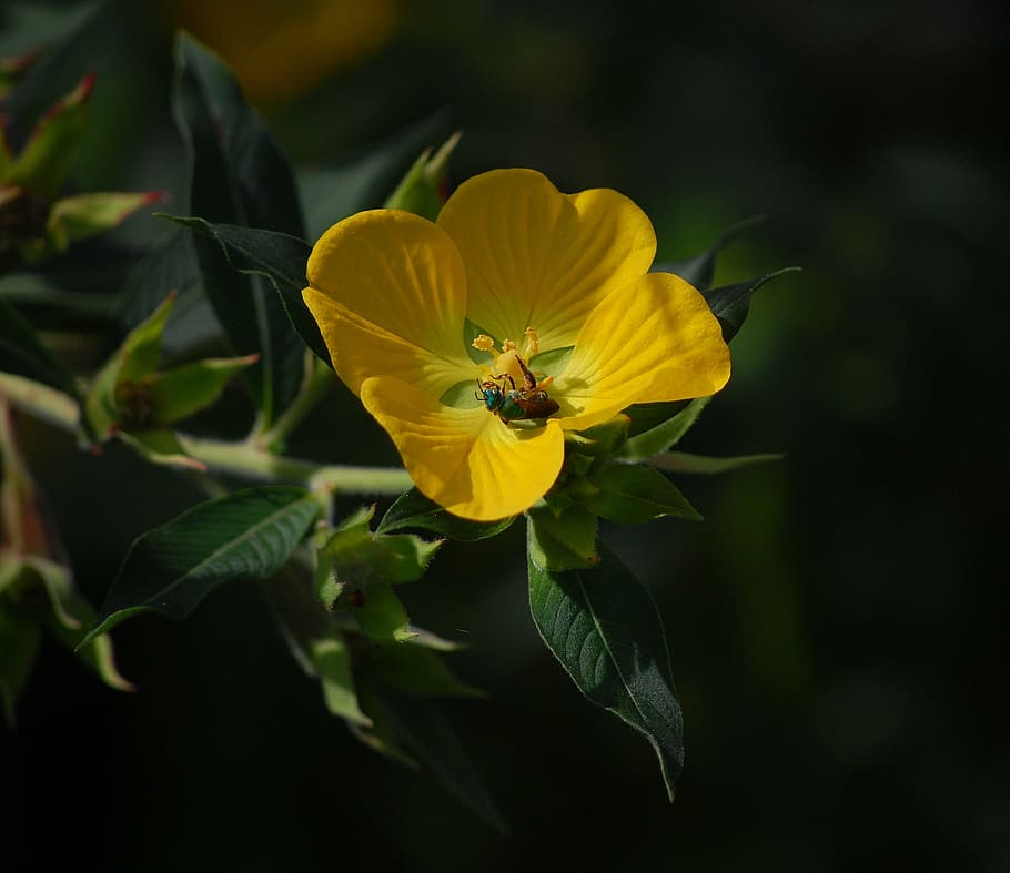 bug, insect, flower, bloom, flora, pollen, nature, petals, plant HD wallpaper