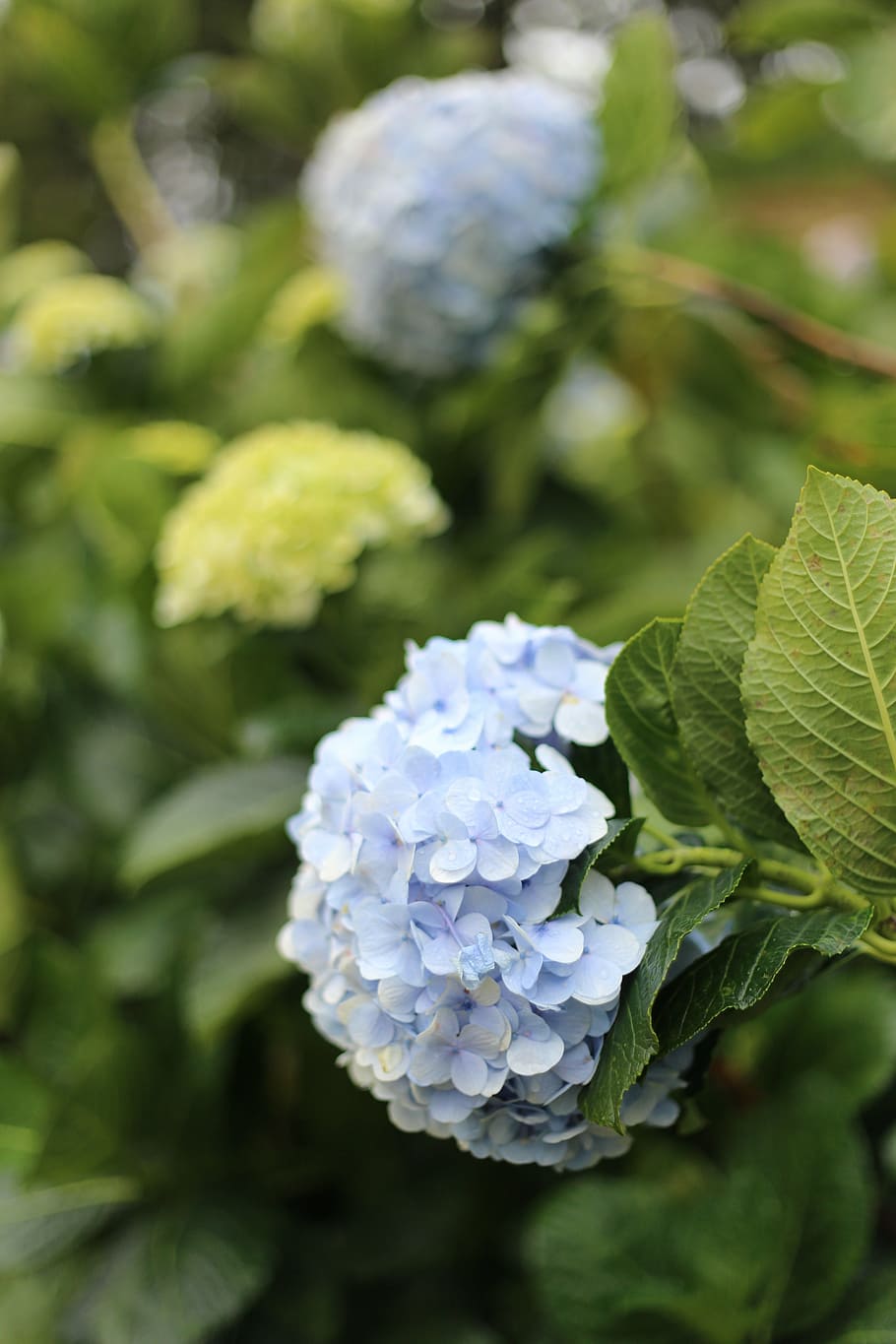 flower, dalat, vietnam, nature, leaf, plant, hydrangea, green Color HD wallpaper