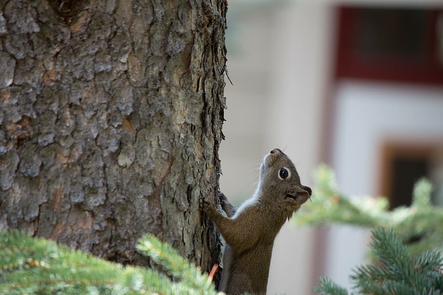 squirrel, tree, cute, mammal, nature, wildlife, bushy, animal HD wallpaper