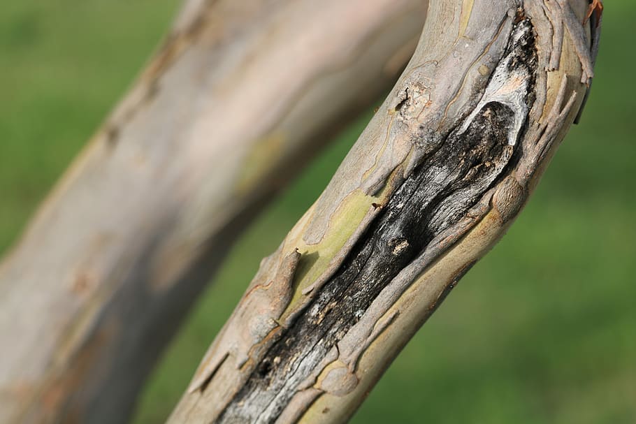 Scar, Tree, Limb, Wood, Trunk, Natural, nature, forest, bark HD wallpaper