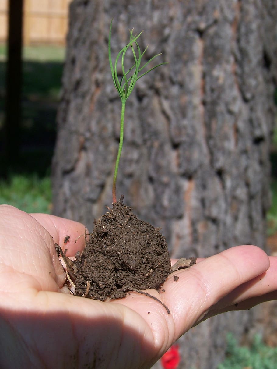 Sprout, New Life, Tree, Seedling, Nature, human hand, human body part HD wallpaper