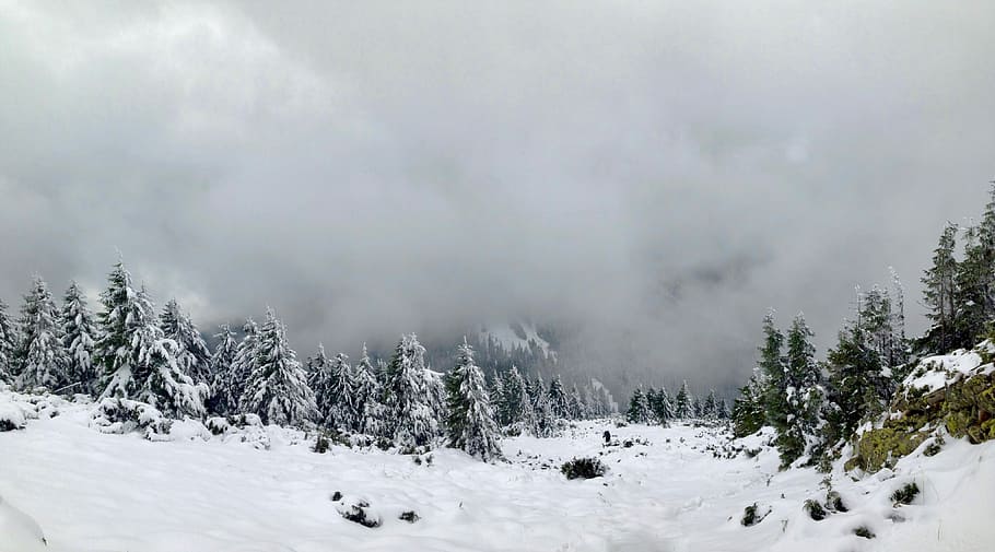 landscape photography of green tree and snow, snow-covered trees and field covered with fogs photo HD wallpaper