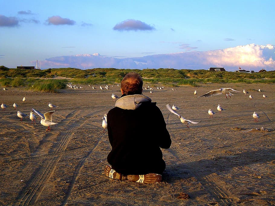 Beach, Island, Holiday, Gulls, gulls feed nordsee, coast, sea, HD wallpaper