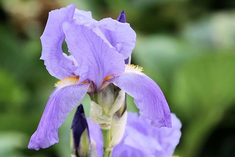 lily, violet, blossom, bloom, flower, blue, iris, nature, plant HD wallpaper