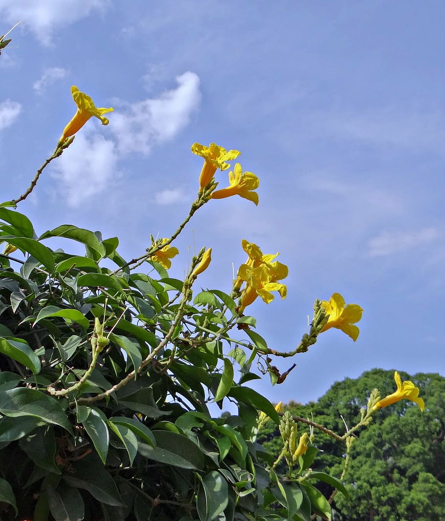 yellow trumpet vine, flower, adenocalymna comosum, bignoniaceae, HD wallpaper