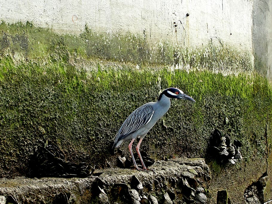 heron, water bird, animal themes, vertebrate, animals in the wild HD wallpaper