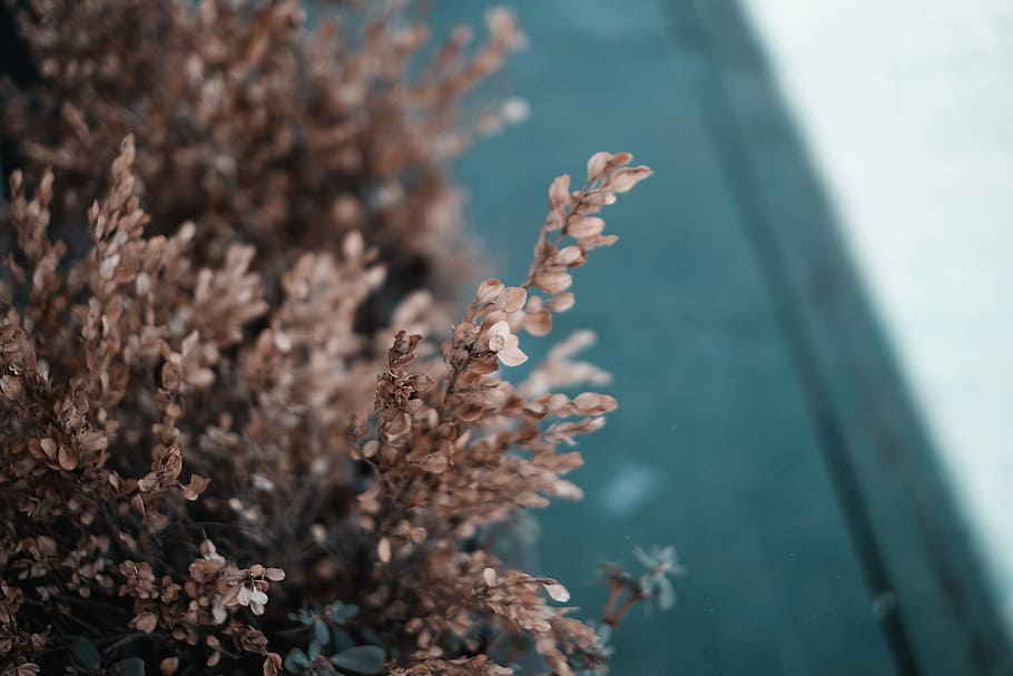 shallow focus photography of brown plant, selective focus photography of brown plants HD wallpaper