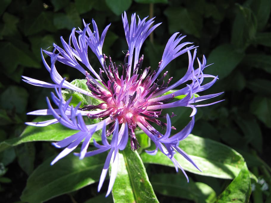 flower, cornflowers, macro, blue, flowering plant, freshness HD wallpaper
