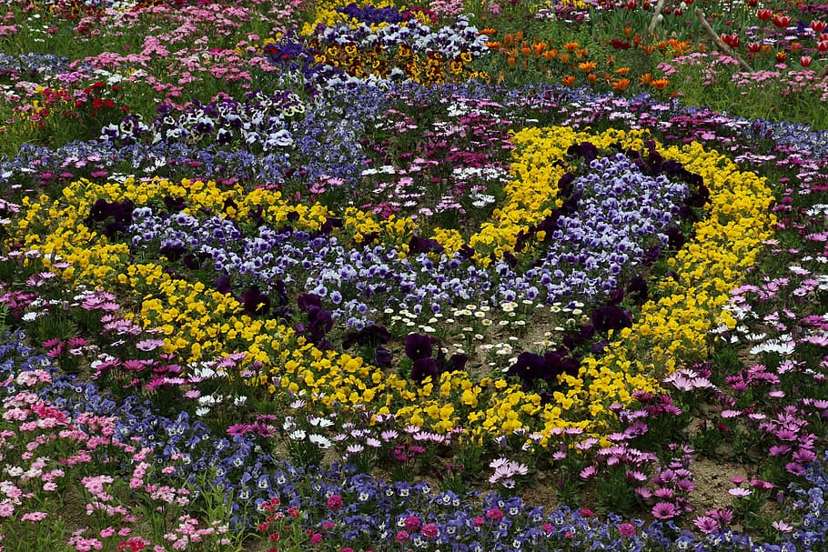 flowers, park, spring, flowering plant, beauty in nature, freshness HD wallpaper