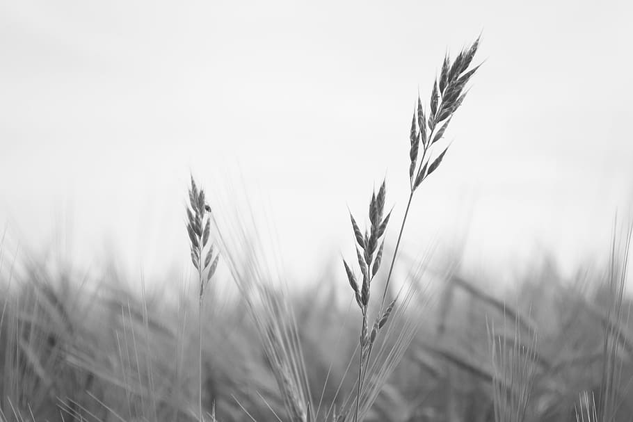 HD wallpaper: wheat, black, white, cereal plant, crop, agriculture ...