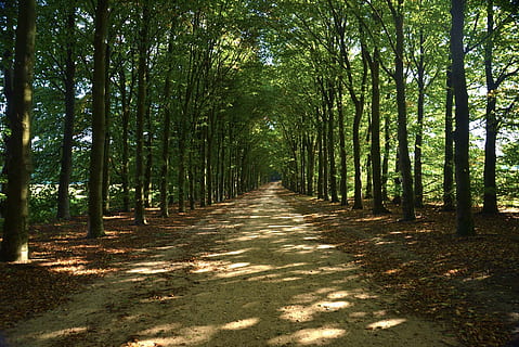 road between trees during daytime, greenery, forests, parks HD wallpaper
