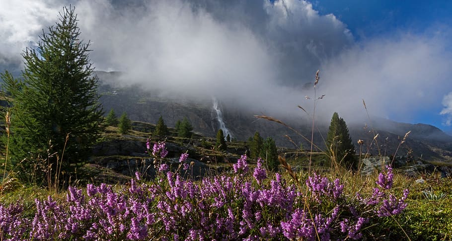 forest, mountain, panorama, landscape, nature, lake, sky, blue HD wallpaper