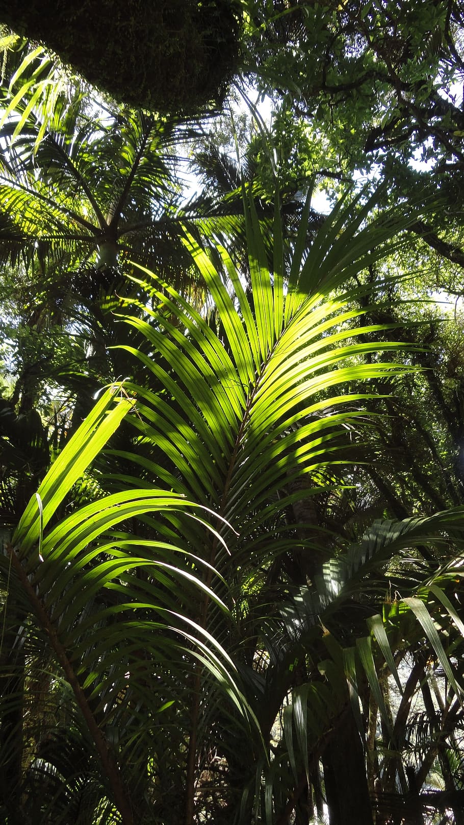 Rainforest, Tree, tropical vegetation, nature, moss, leaves HD wallpaper