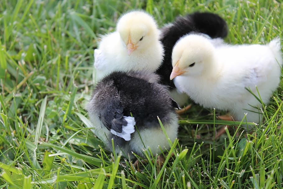 two black and yellow chicks standing on green grass, babies HD wallpaper