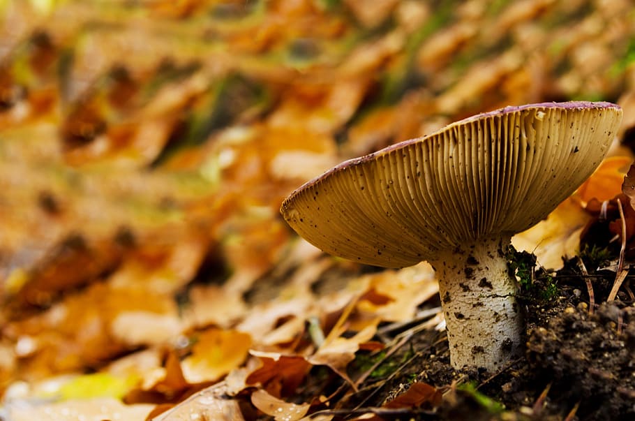 mushroom, forest, leaf, leaves, macro, edible, inedible, poisonous HD wallpaper