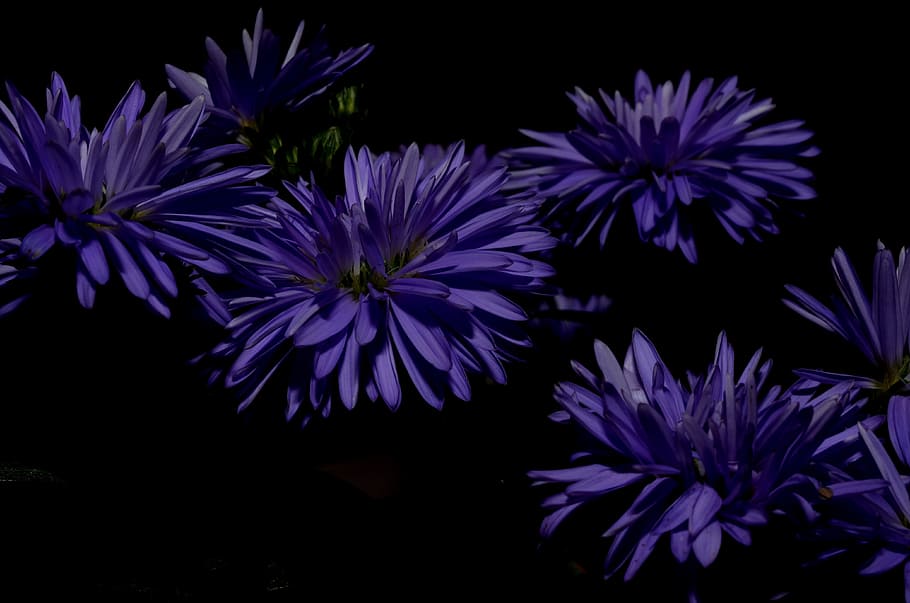 aster, flower, purple, flowering plant, freshness, black background HD wallpaper
