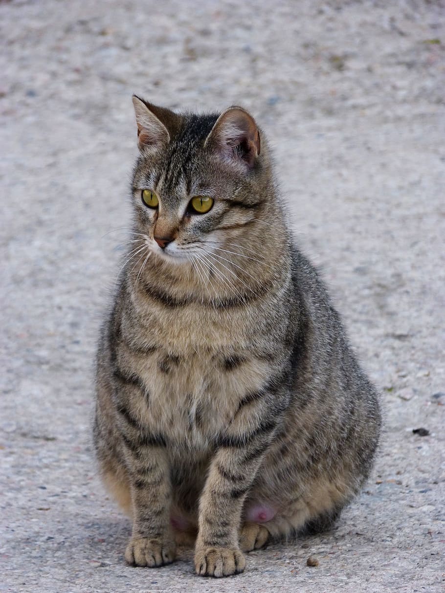 Brindle deals gray cat